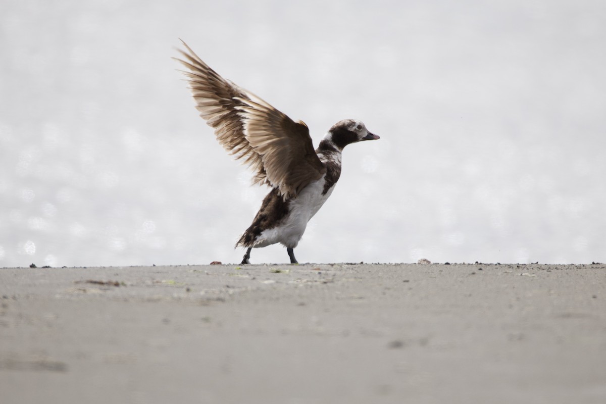 Long-tailed Duck - ML620778111