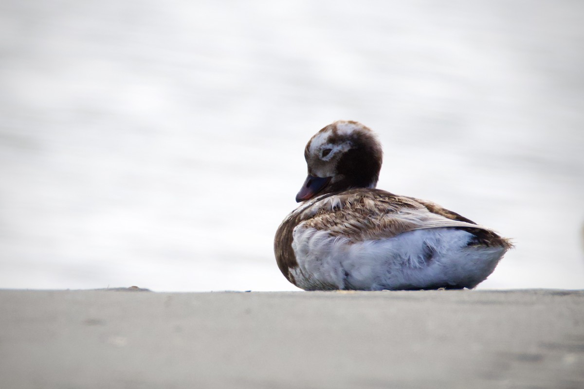 Long-tailed Duck - ML620778112