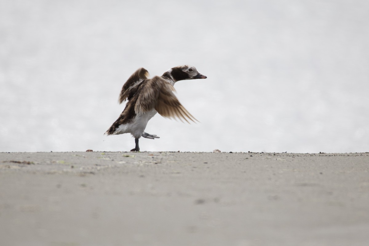 Long-tailed Duck - ML620778113