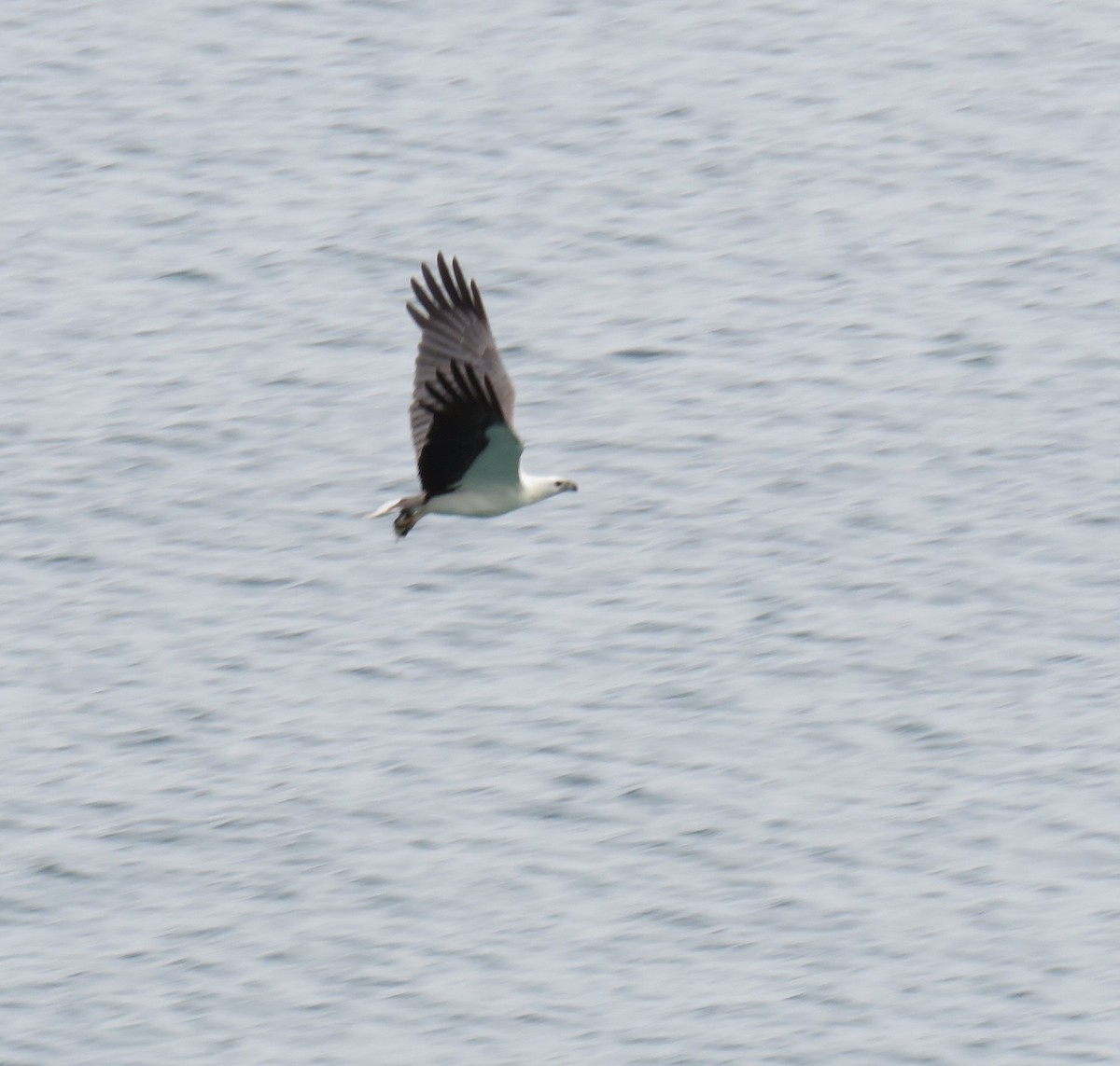 White-bellied Sea-Eagle - ML620778118