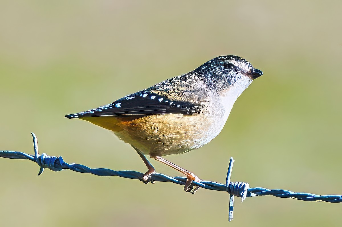 Spotted Pardalote (Spotted) - ML620778120