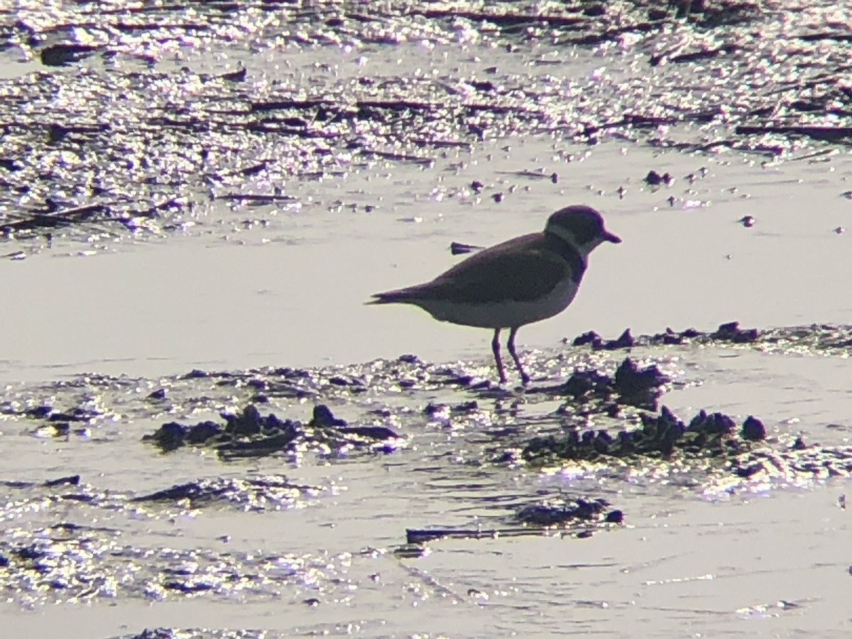 Semipalmated Plover - ML620778123