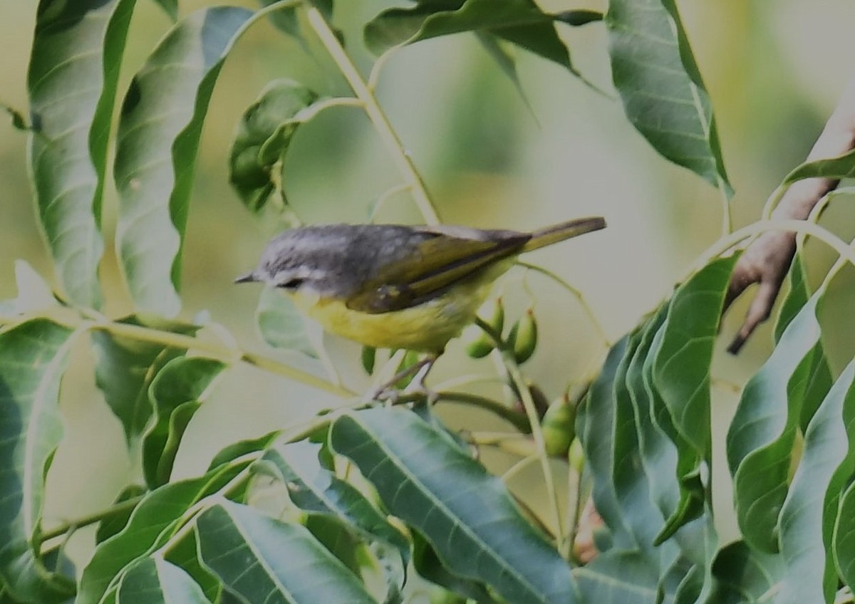 Gray-hooded Warbler - ML620778125