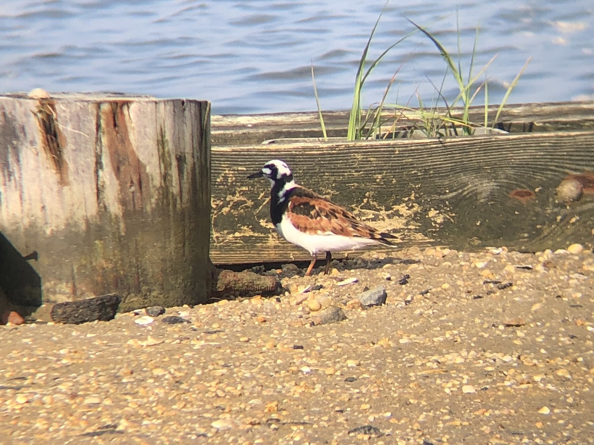 Ruddy Turnstone - ML620778126