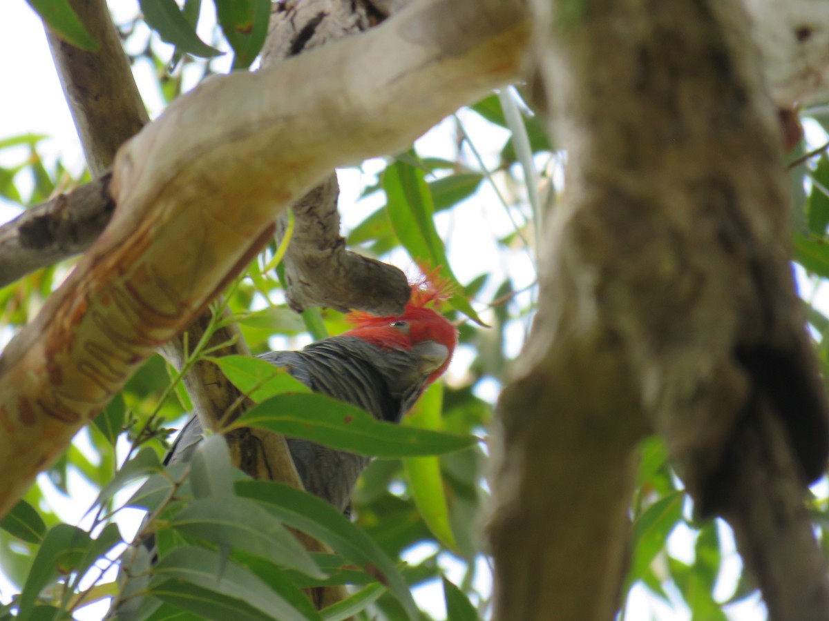 Gang-gang Cockatoo - ML620778128