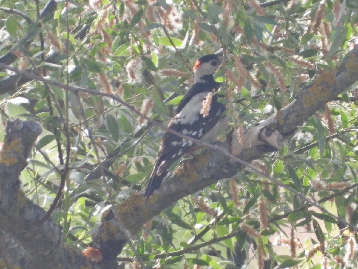 Syrian Woodpecker - ML620778135