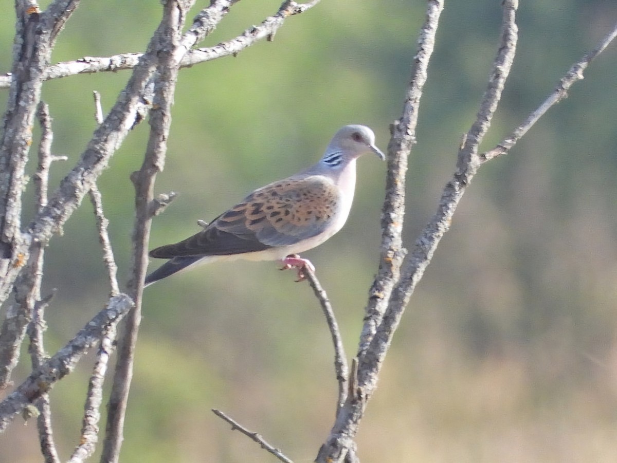 European Turtle-Dove - ML620778138