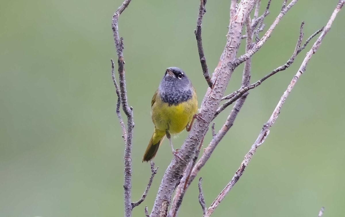 MacGillivray's Warbler - ML620778142