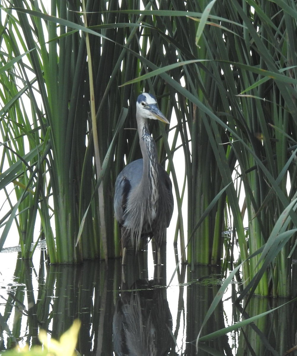 Great Blue Heron - ML620778145