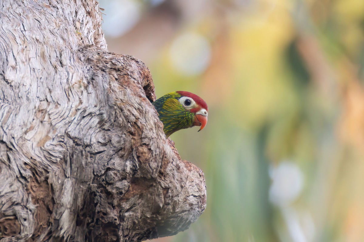 Varied Lorikeet - ML620778147