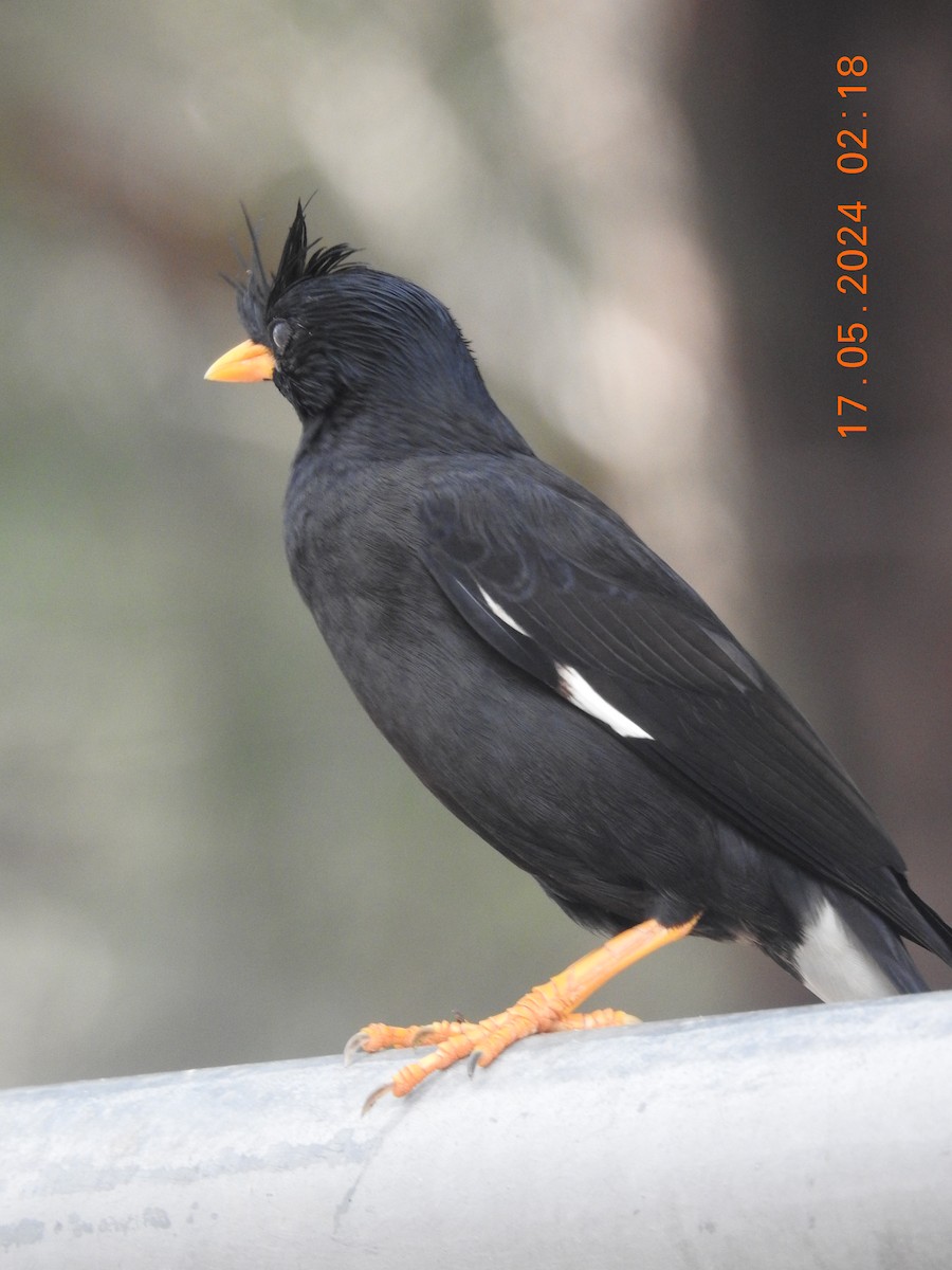 Great Myna - ML620778148