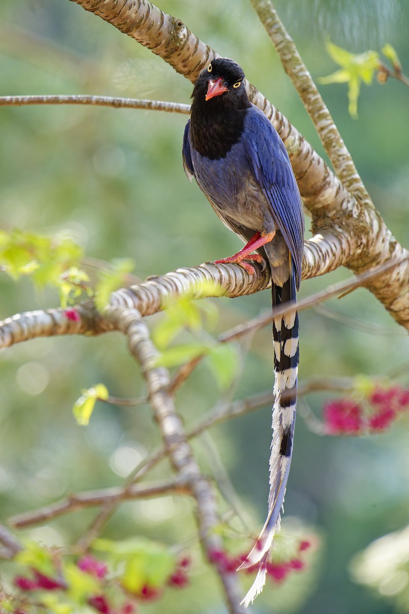 ML620778150 - Taiwan Blue-Magpie - Macaulay Library