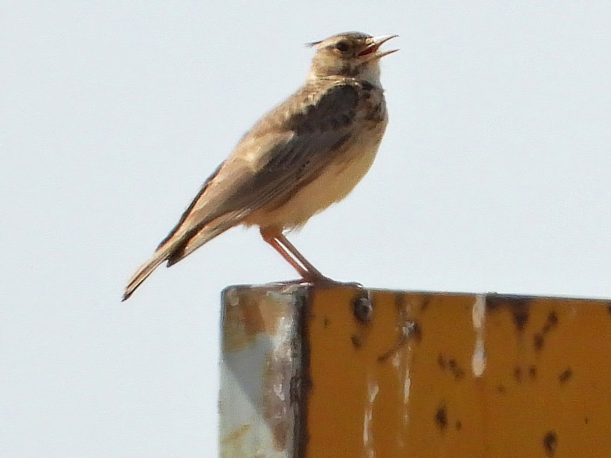 Crested Lark - ML620778152