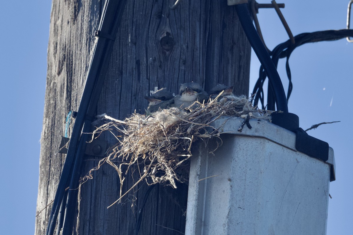 Western Kingbird - ML620778153