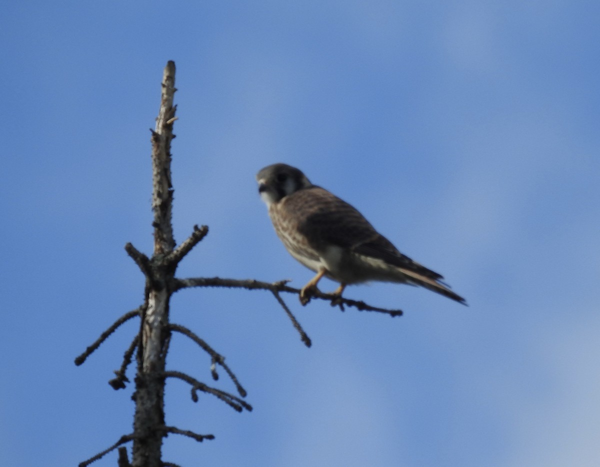 American Kestrel - ML620778154