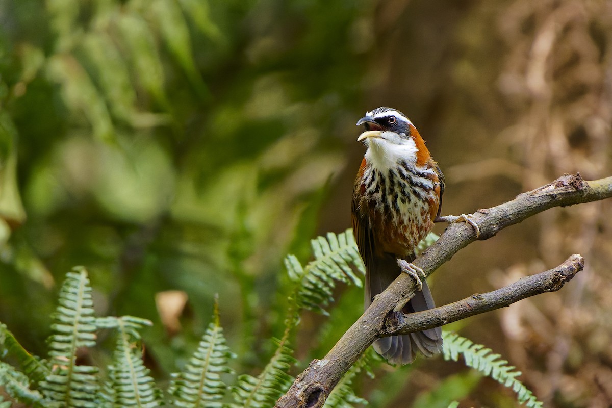 Taiwan Scimitar-Babbler - ML620778157