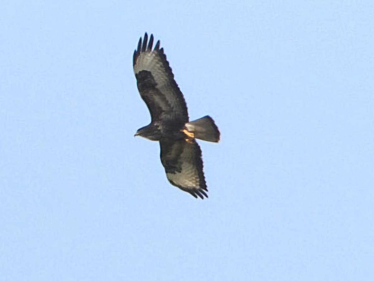 Common Buzzard - Ivan V