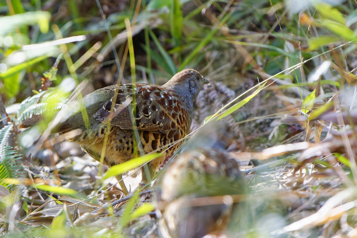 Taiwan Bamboo-Partridge - ML620778160