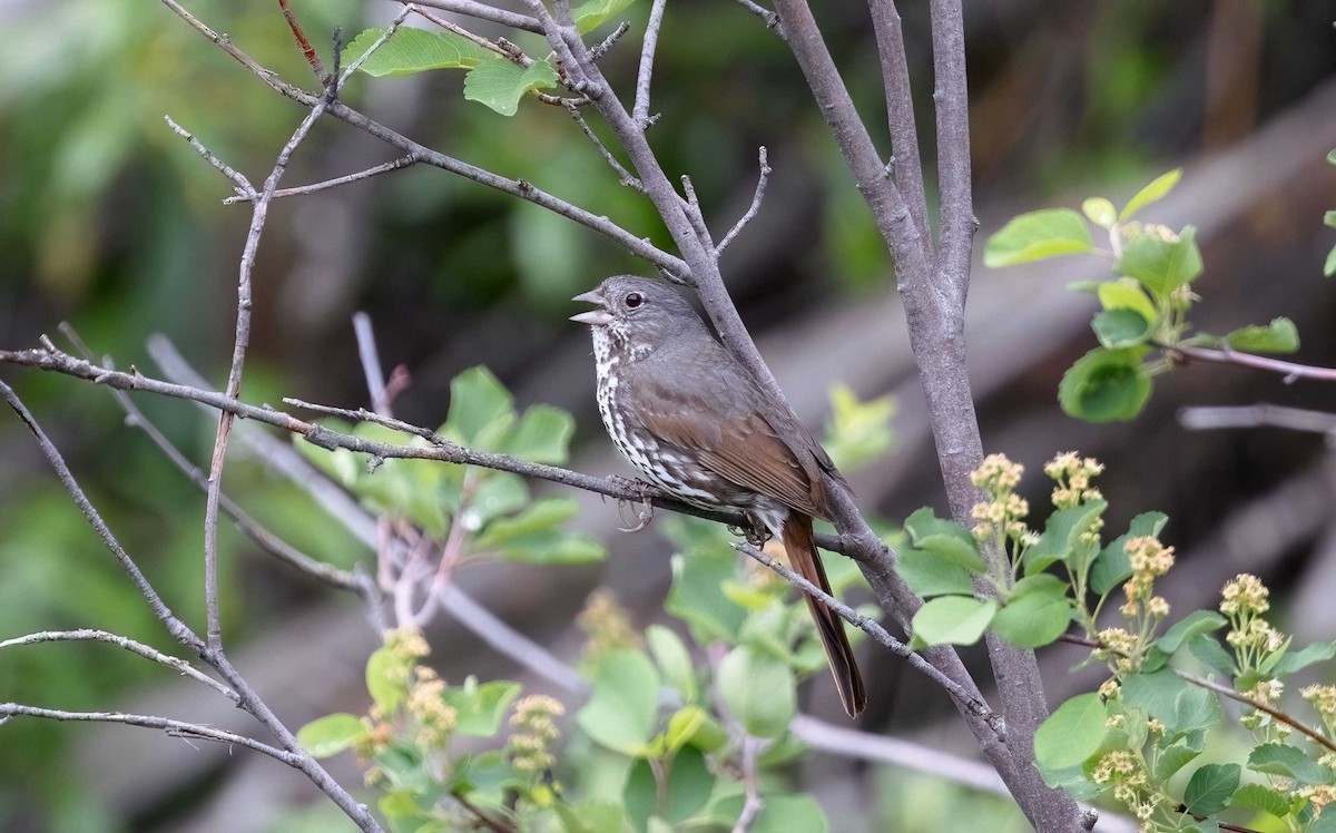 Fox Sparrow (Slate-colored) - Timo Mitzen