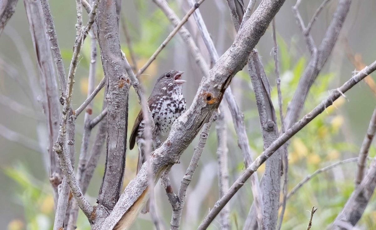 Fox Sparrow (Slate-colored) - ML620778162