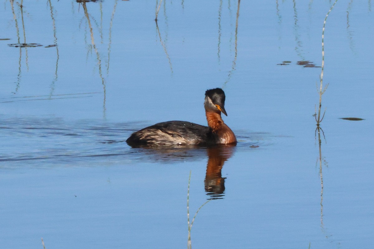 Red-necked Grebe - ML620778163