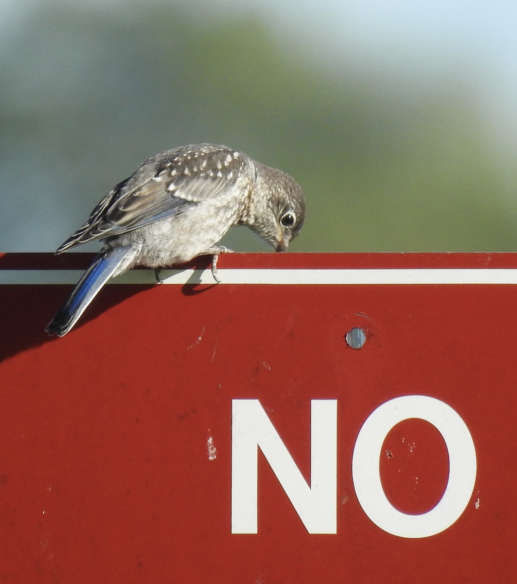 Eastern Bluebird - ML620778164