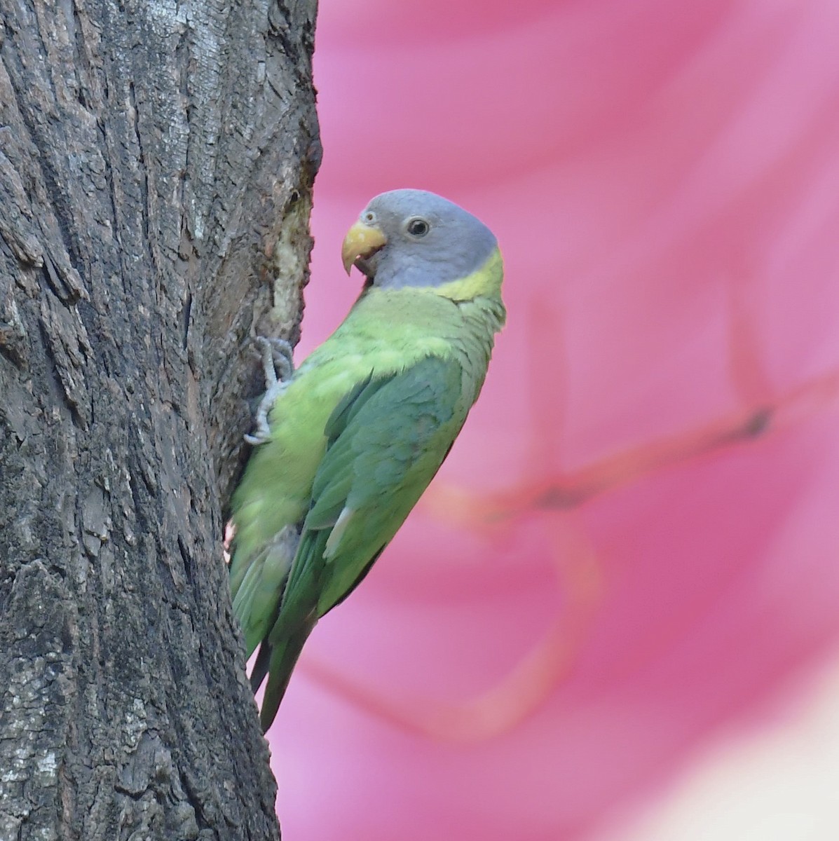 Plum-headed Parakeet - ML620778166