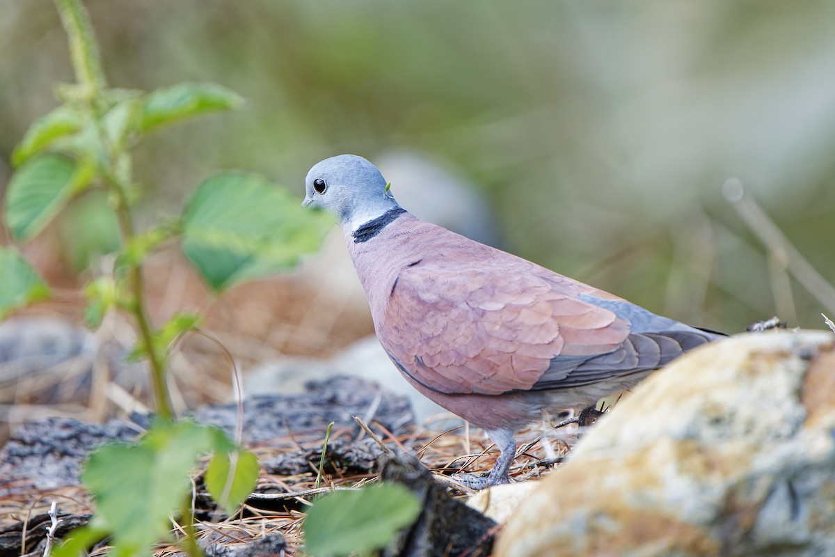 Red Collared-Dove - ML620778167