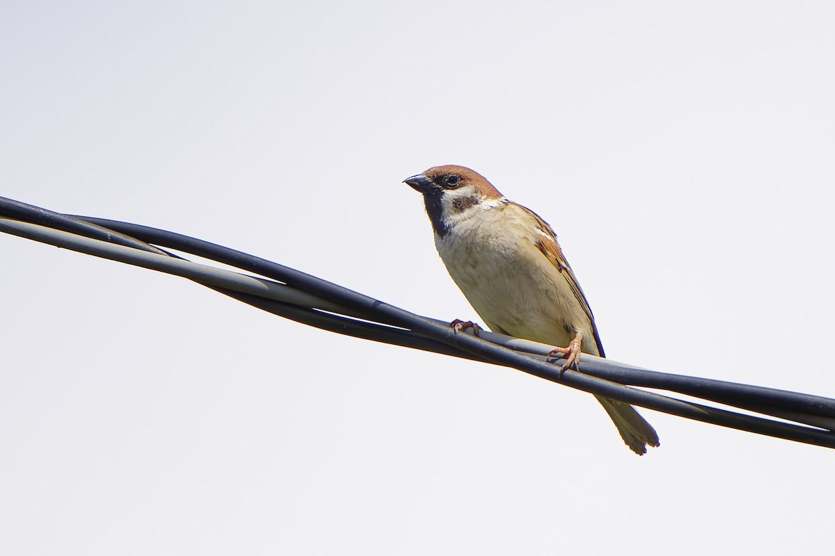 Eurasian Tree Sparrow - ML620778170