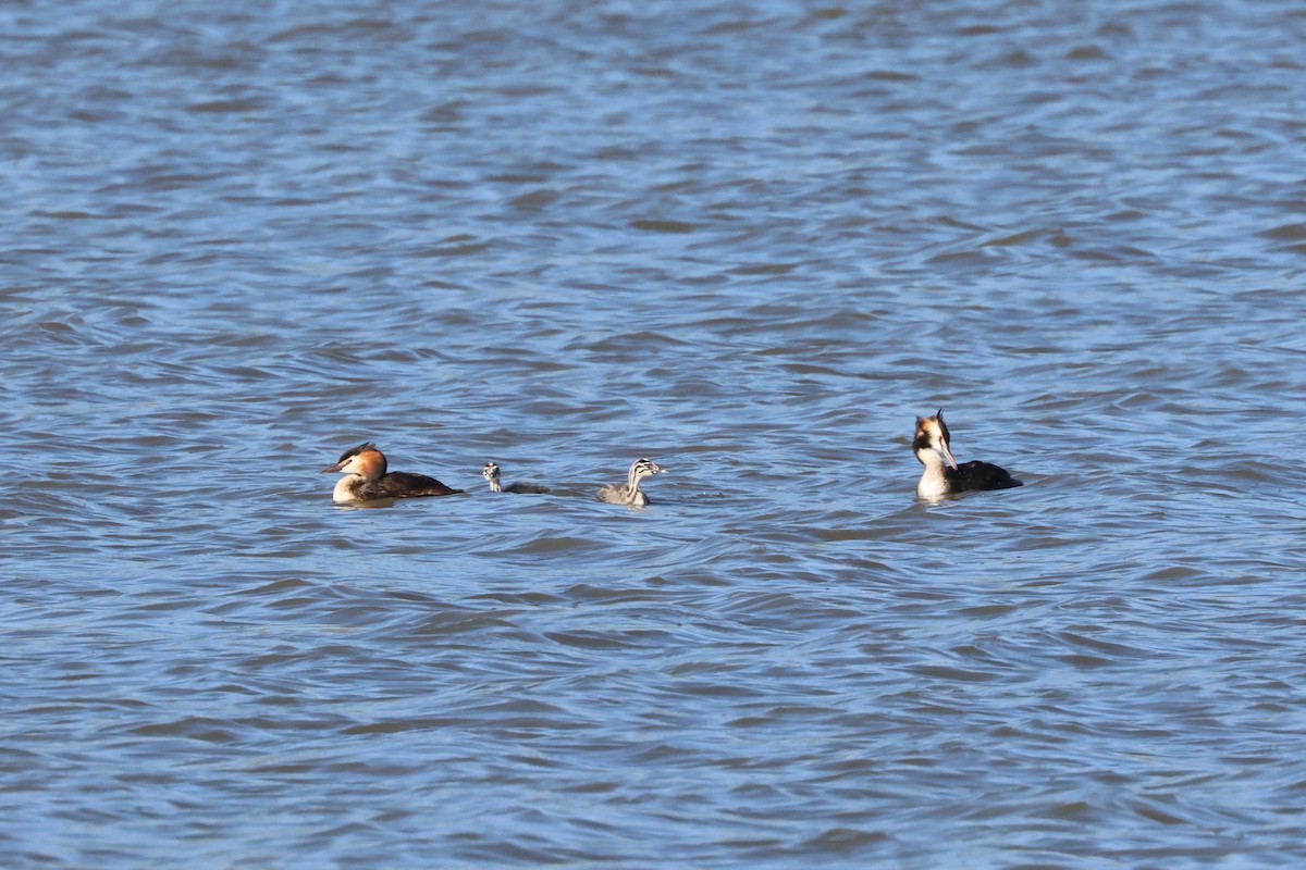 Great Crested Grebe - ML620778173