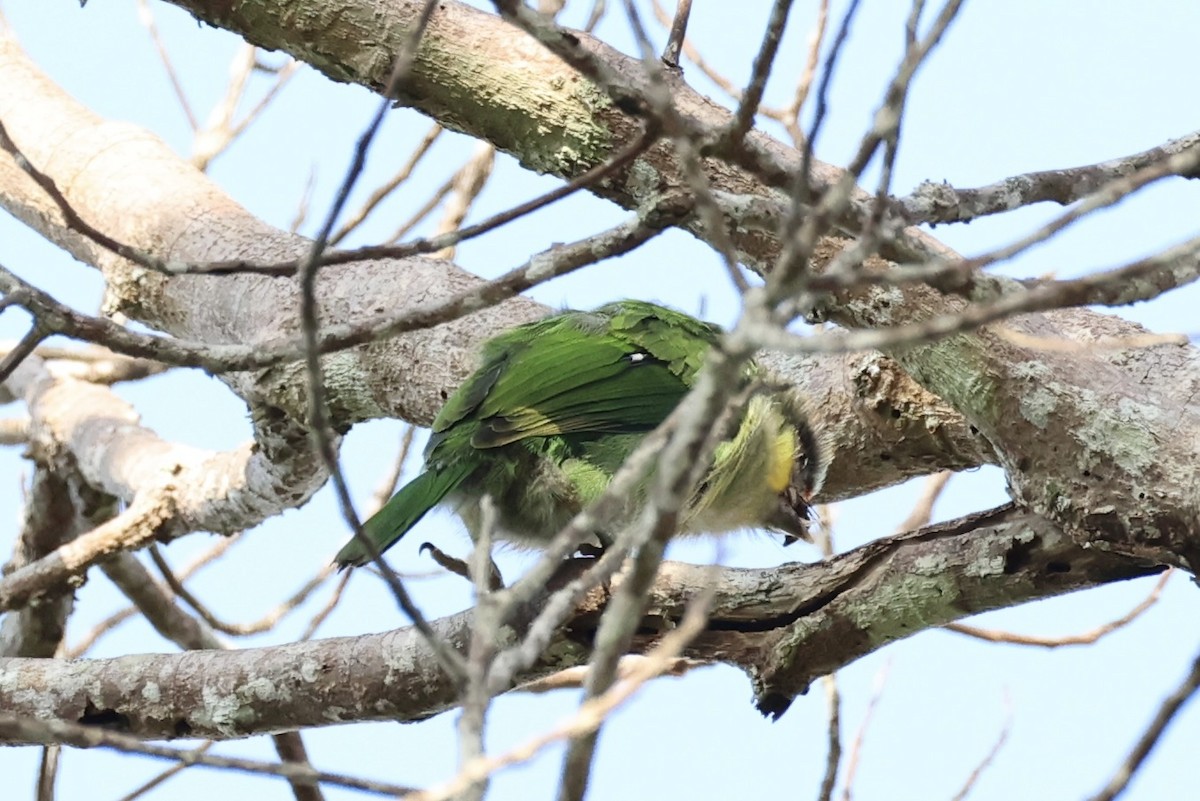 asian barbet sp. - ML620778175