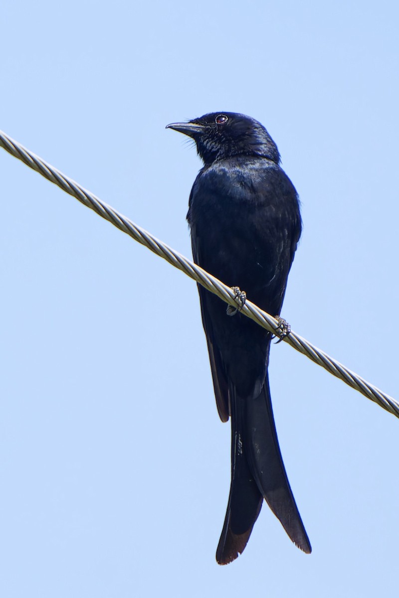 Black Drongo - ML620778176