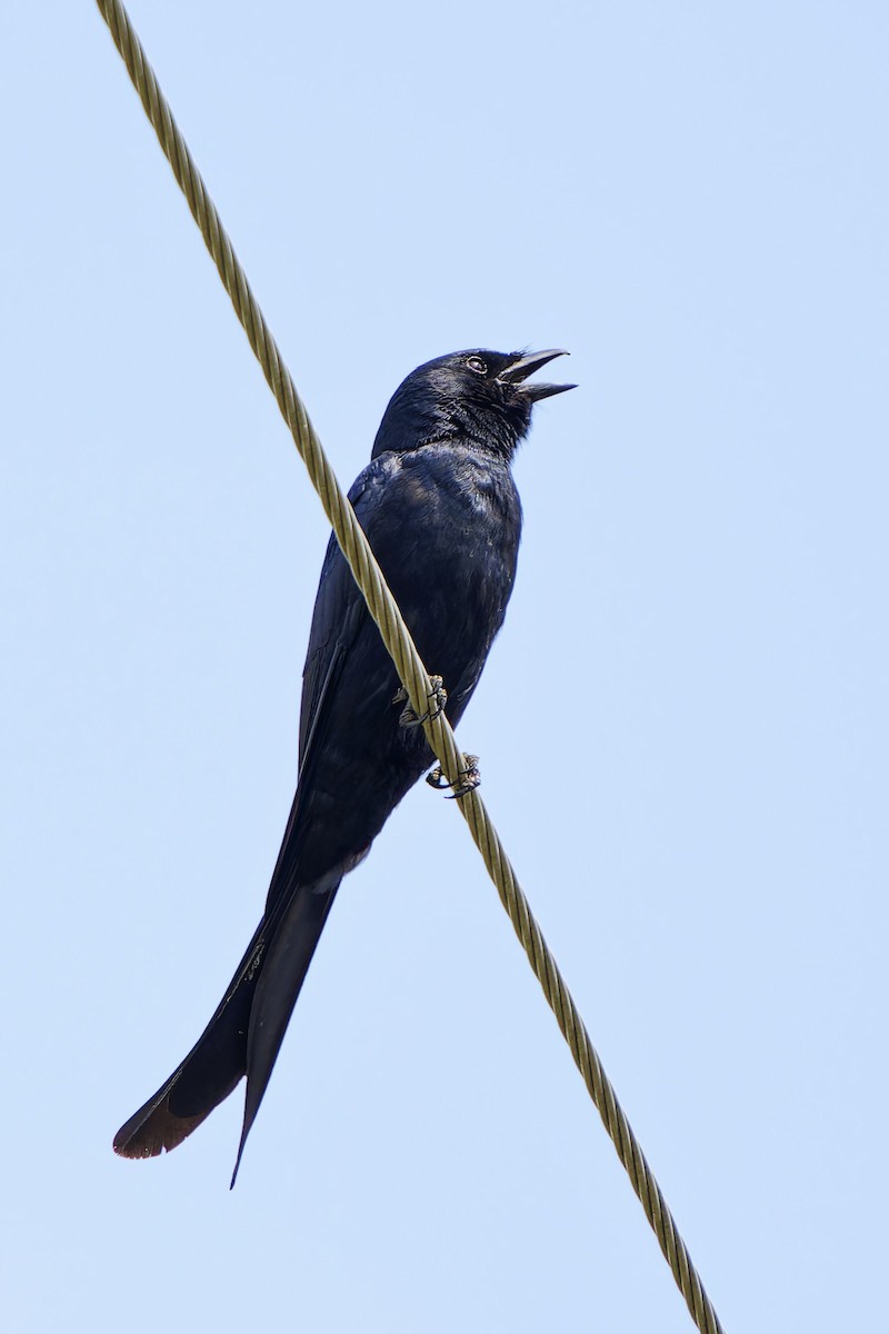 drongo černý - ML620778177