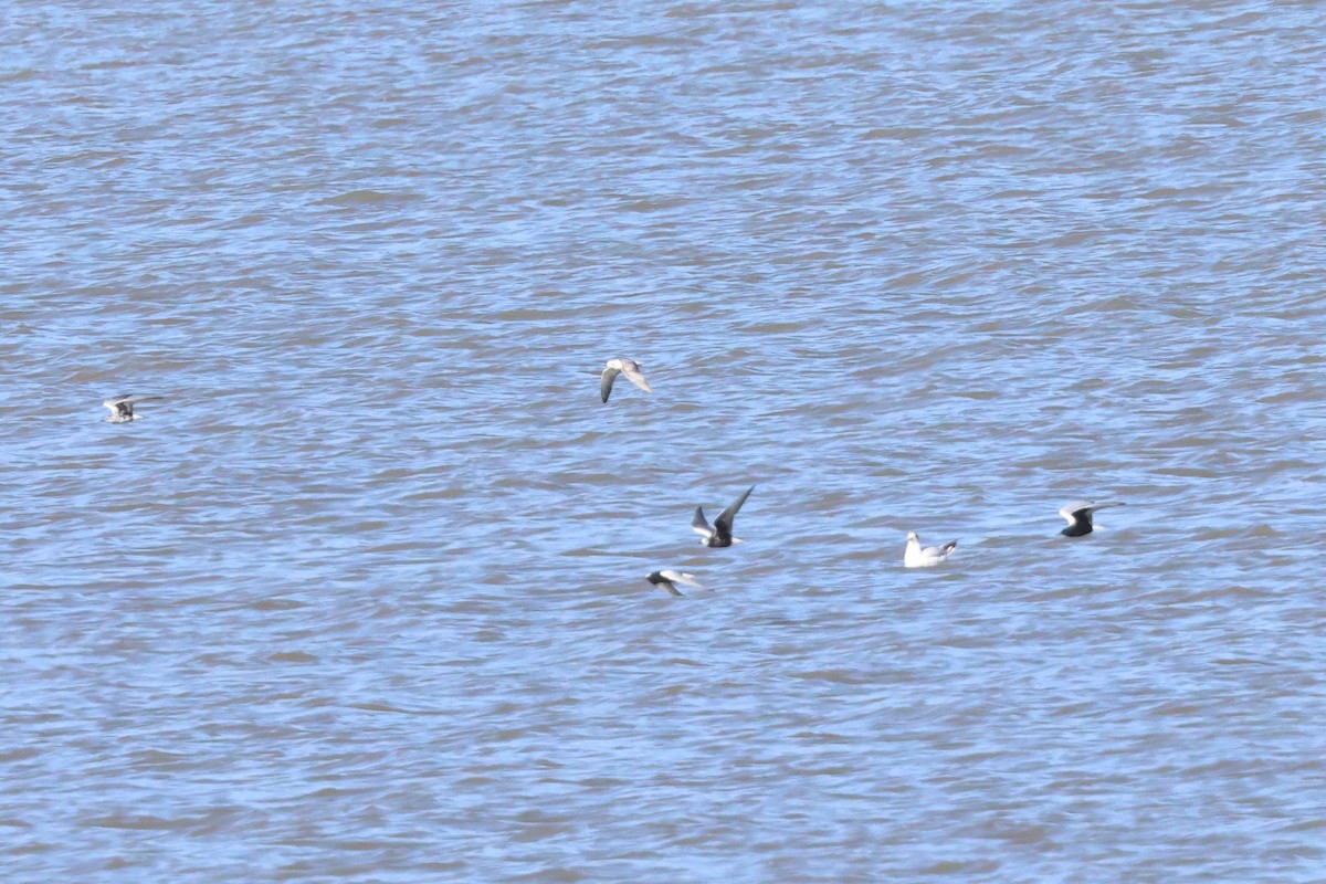 White-winged Tern - ML620778179