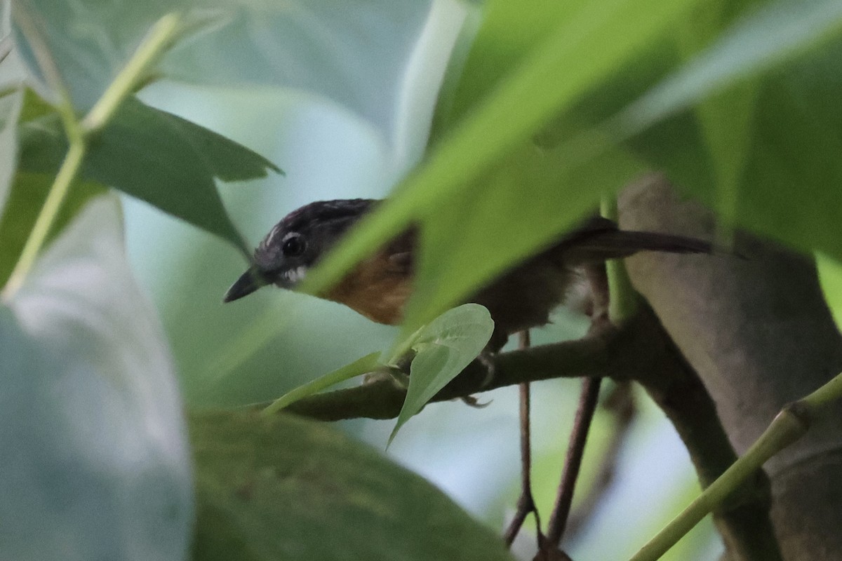 Gray-throated Babbler - Andrew William