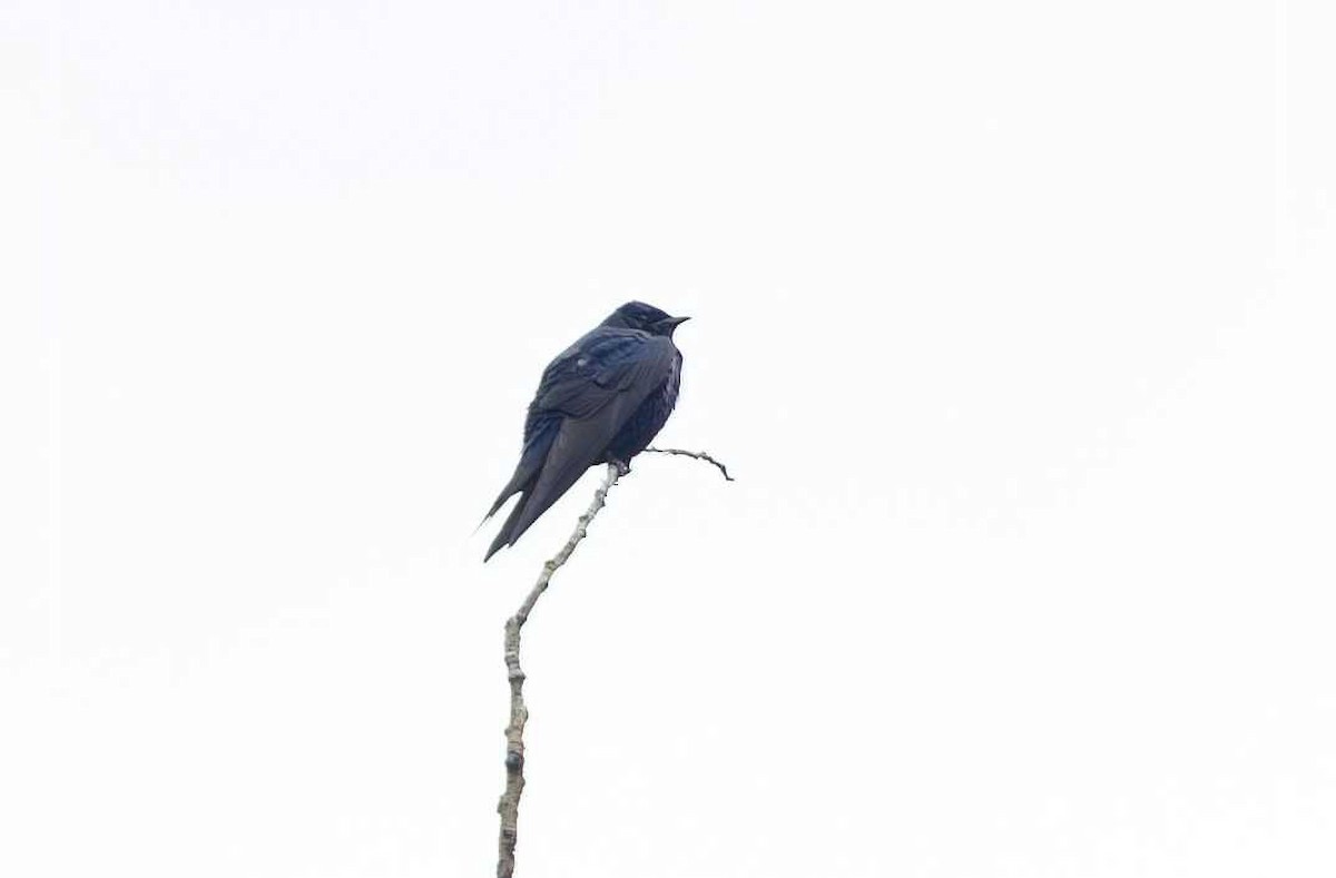 Purple Martin - ML620778183