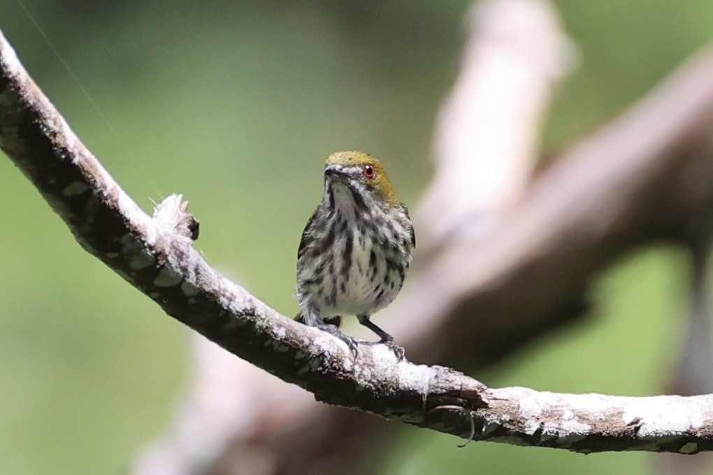 Yellow-vented Flowerpecker - ML620778185