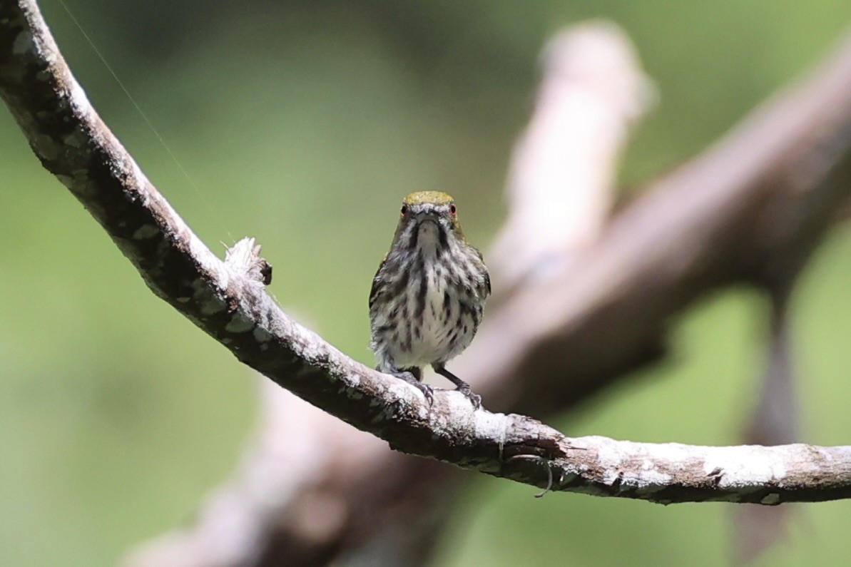 Yellow-vented Flowerpecker - Andrew William