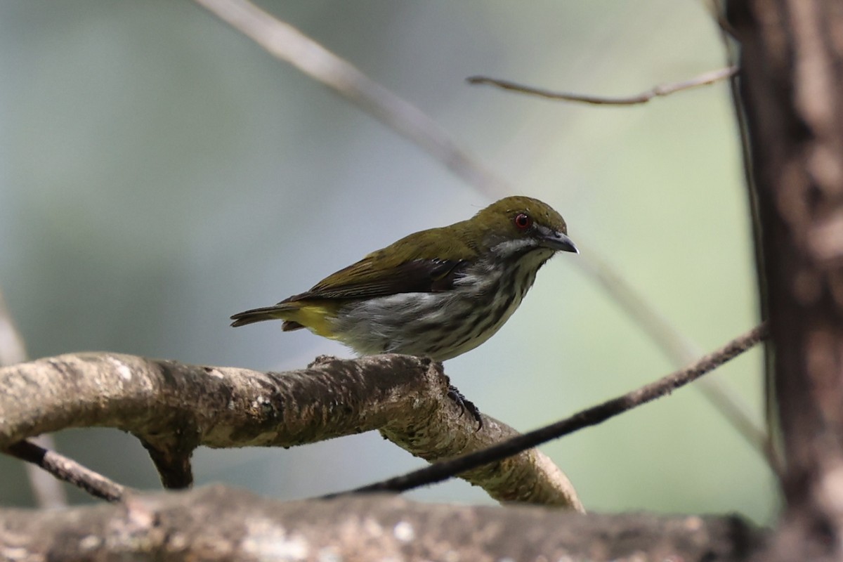 Yellow-vented Flowerpecker - ML620778187