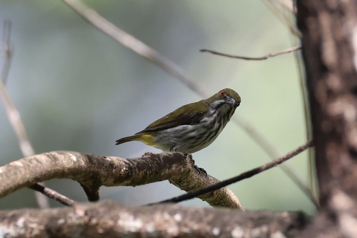 Yellow-vented Flowerpecker - ML620778188