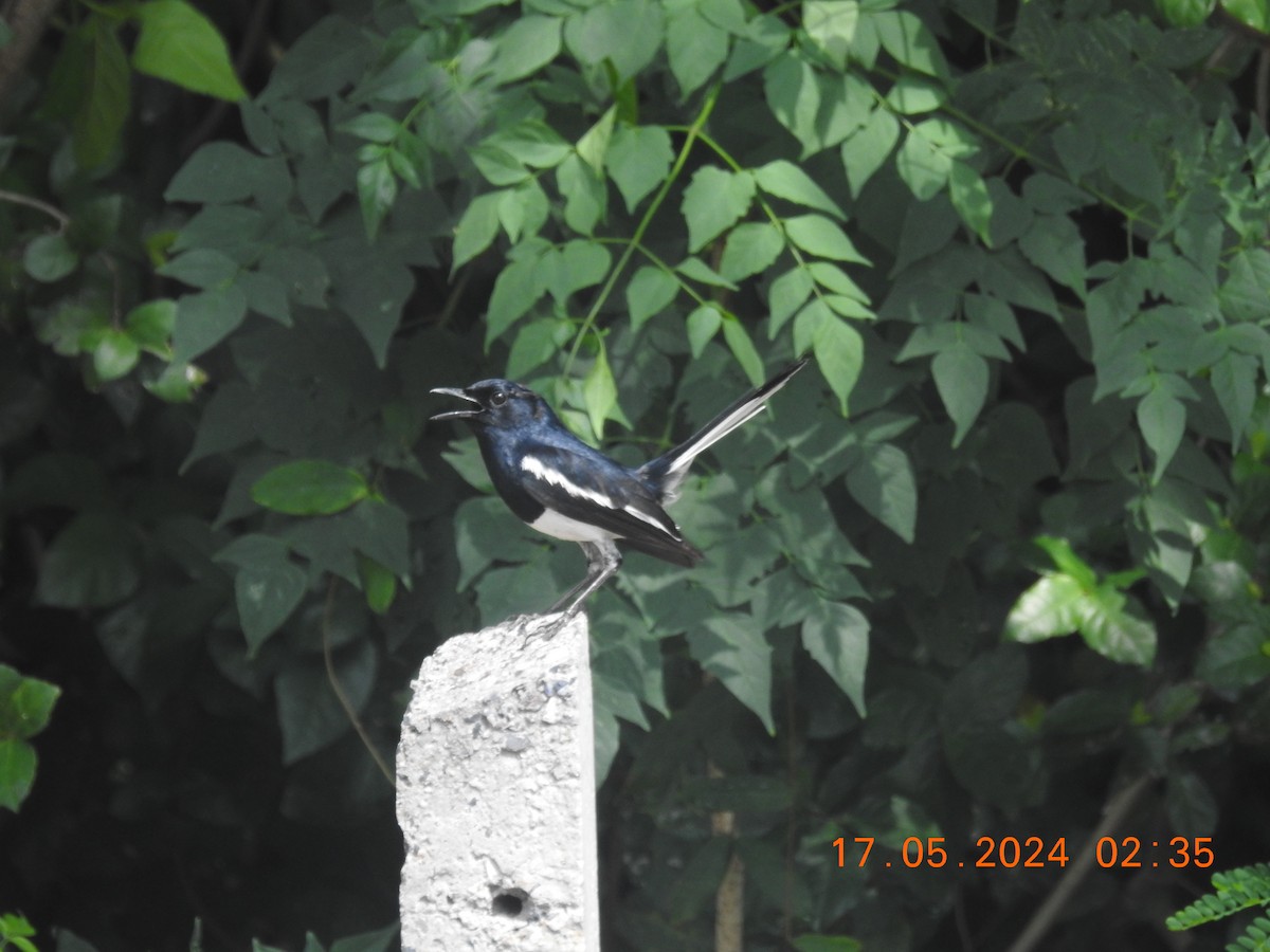 Oriental Magpie-Robin - ML620778189