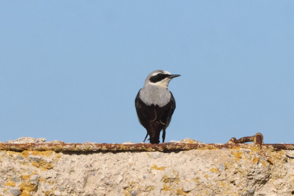 Northern Wheatear - ML620778191