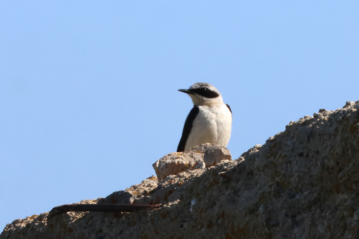 Northern Wheatear - ML620778192