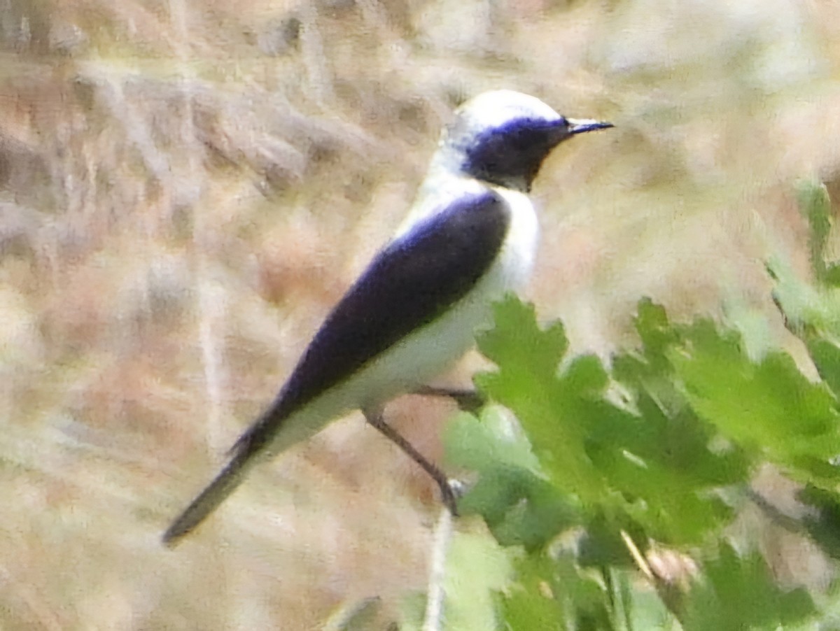 Eastern Black-eared Wheatear - ML620778193