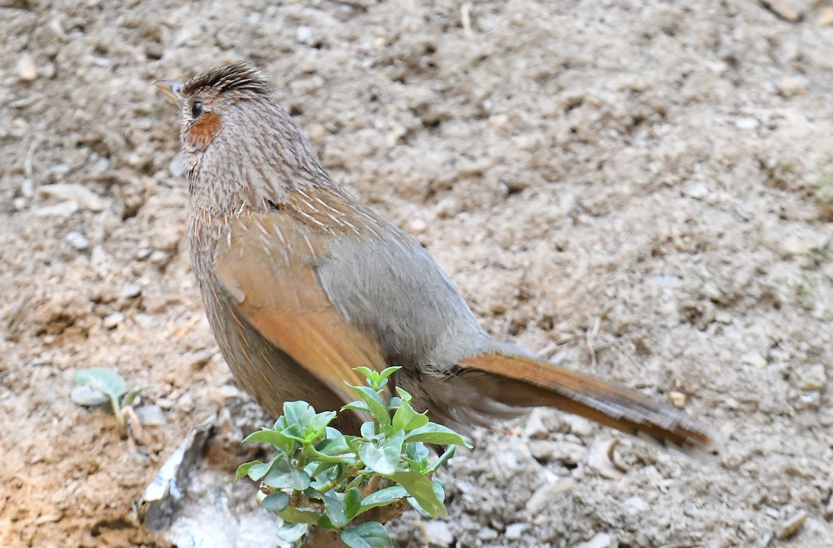 Streaked Laughingthrush - ML620778194