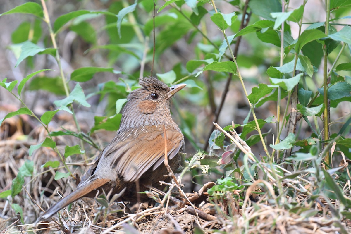 Streaked Laughingthrush - ML620778195