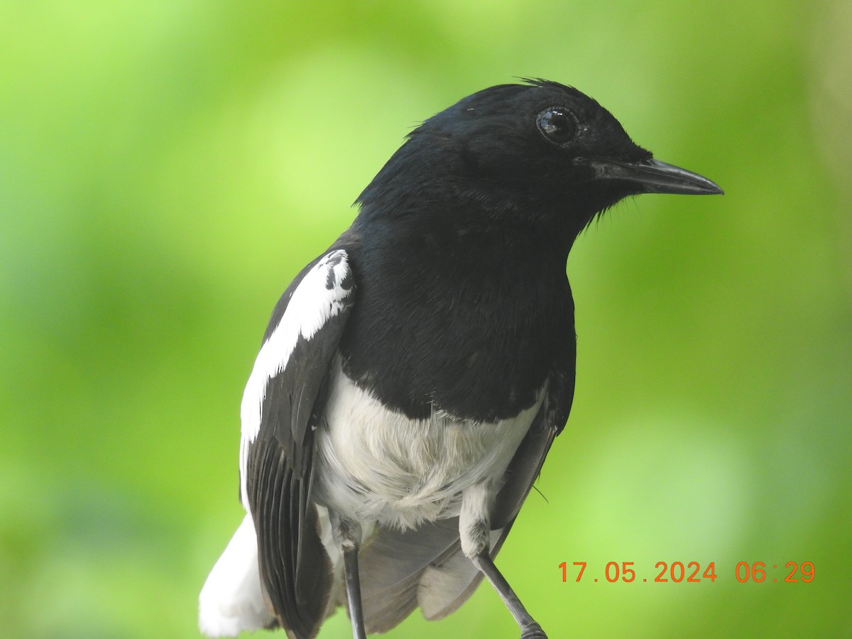 Oriental Magpie-Robin - ML620778197