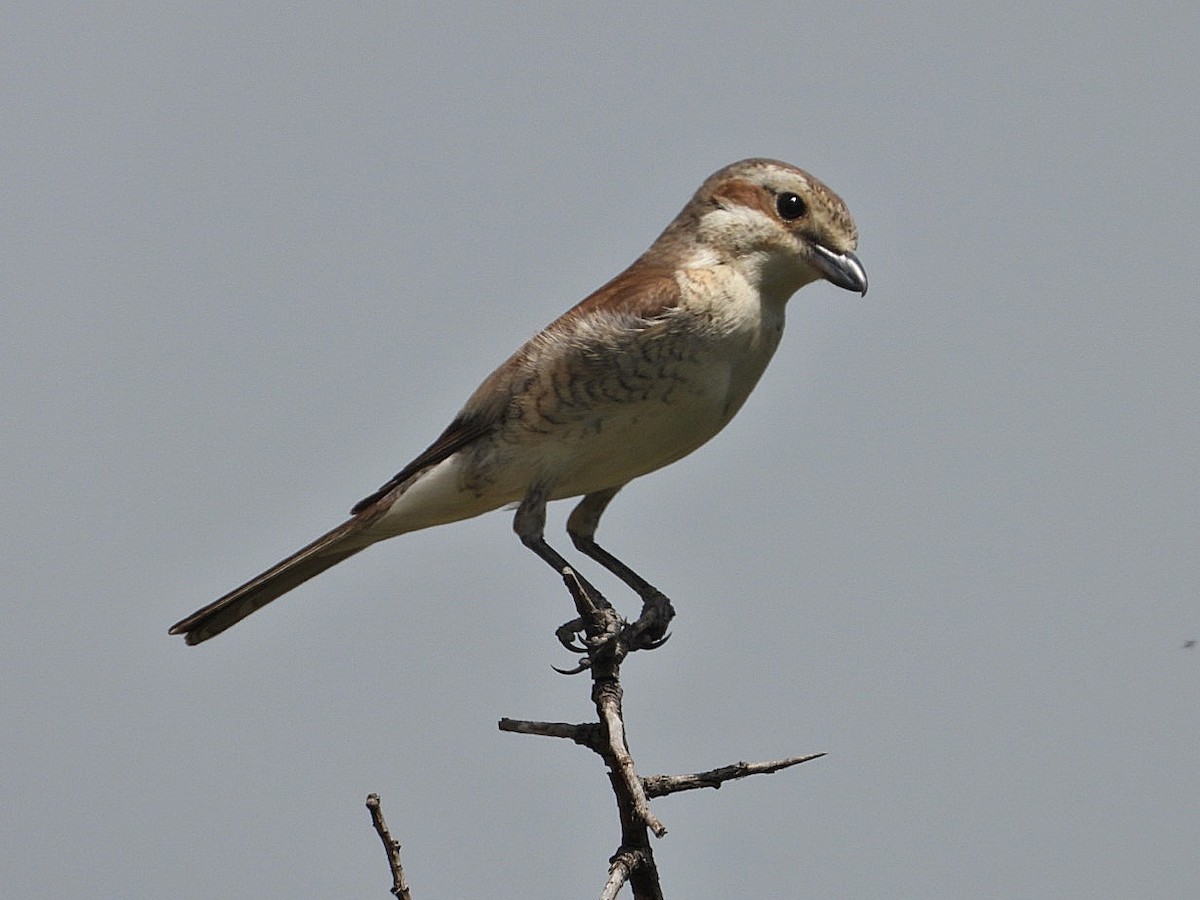 Red-backed Shrike - ML620778201