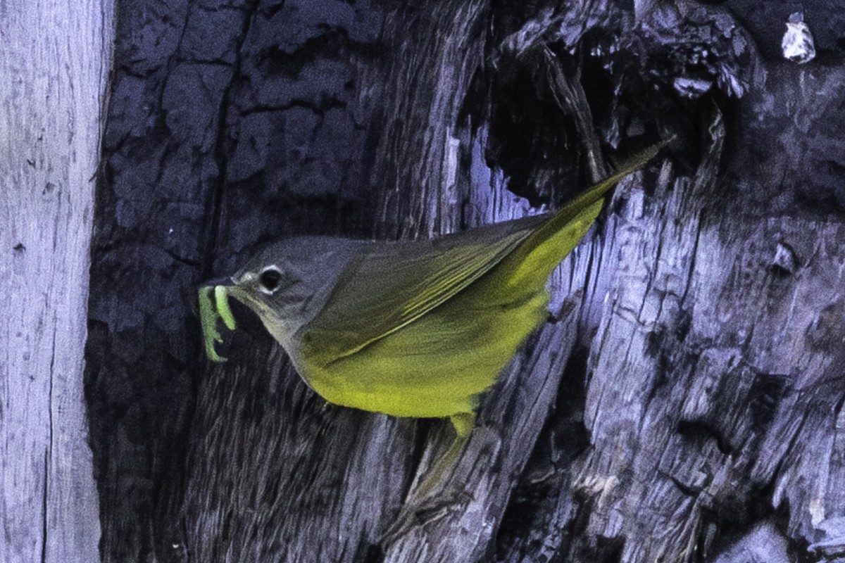 MacGillivray's Warbler - ML620778202