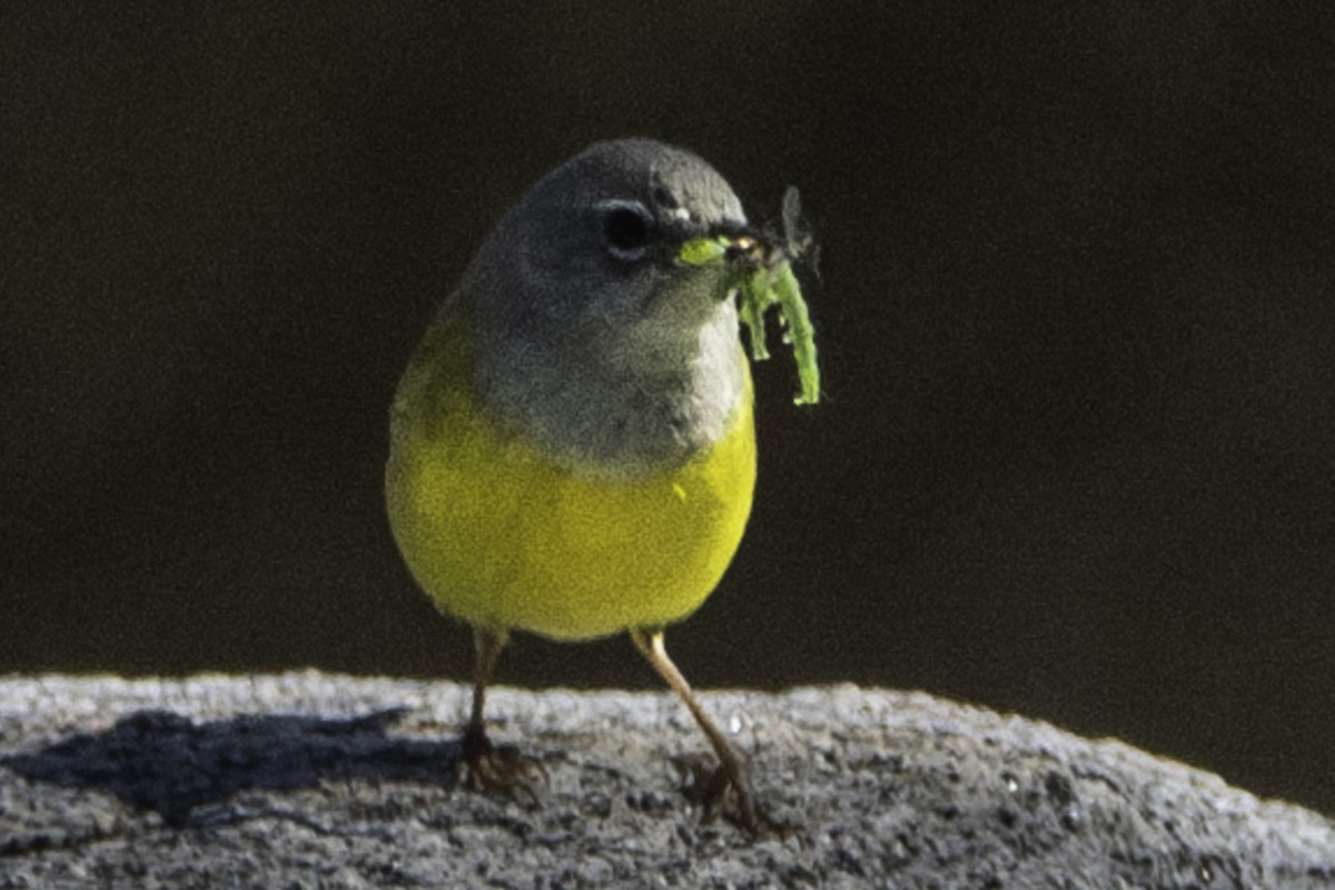 MacGillivray's Warbler - ML620778205